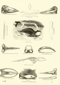 Page du Musée Pictural de la Nature Animée - English School
