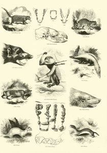 Page du Musée Pictural de la Nature Animée - English School