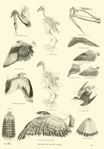 Page du Musée Pictural de la Nature Animée