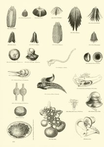 Page du Musée Pictural de la Nature Animée - English School
