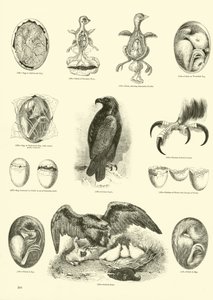 Page du Musée Pictural de la Nature Animée