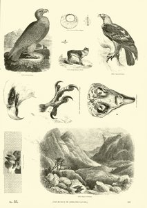 Page du Musée Pictural de la Nature Animée - English School