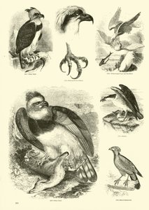 Page du Musée Pictural de la Nature Animée - English School