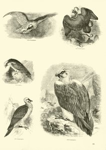 Page du Musée Pictural de la Nature Animée