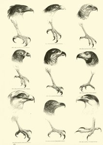 Page du Musée Pictural de la Nature Animée