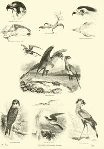 Page du Musée Pictural de la Nature Animée