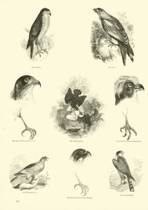 Page du Musée Pictural de la Nature Animée - English School