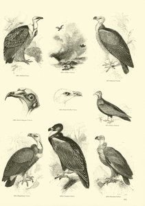Page du Musée Pictural de la Nature Animée - English School