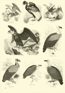 Page du Musée Pictural de la Nature Animée