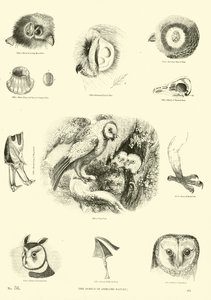 Page du Musée Pictural de la Nature Animée - English School
