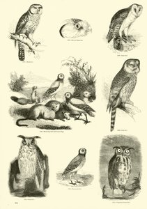 Page du Musée Pictural de la Nature Animée - English School