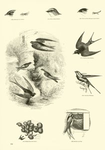 Page du Musée Pictural de la Nature Animée