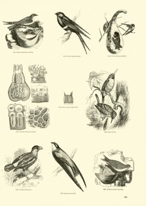 Page du Musée Pictural de la Nature Animée - English School