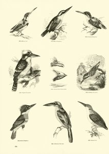Page du Musée Pictural de la Nature Animée