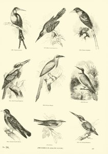 Page du Musée Pictural de la Nature Animée