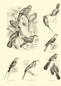 Page du Musée Pictural de la Nature Animée