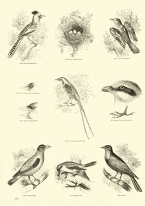 Page du Musée Pictural de la Nature Animée - English School