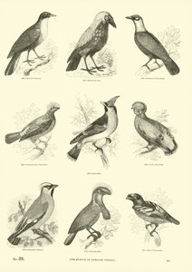 Page du Musée Pictural de la Nature Animée