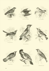 Page du Musée Pictural de la Nature Animée