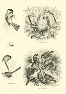 Page du Musée Pictural de la Nature Animée