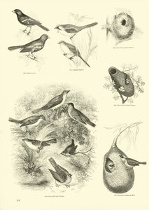 Page du Musée Pictural de la Nature Animée
