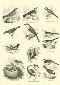 Page du Musée Pictural de la Nature Animée - English School