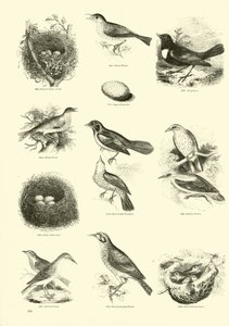 Page du Musée Pictural de la Nature Animée
