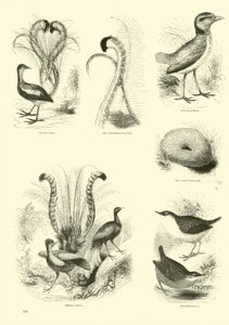 Page du Musée Pictural de la Nature Animée - English School