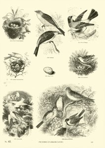 Page du Musée Pictural de la Nature Animée - English School