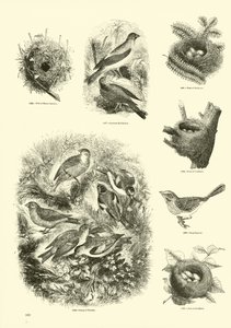 Page du Musée Pictural de la Nature Animée