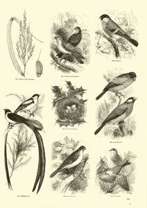 Page du Musée Pictural de la Nature Animée - English School