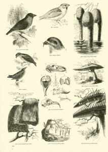 Page du Musée Pictural de la Nature Animée
