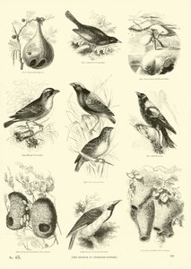 Page du Musée Pictural de la Nature Animée - English School