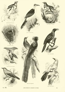 Page du Musée Pictural de la Nature Animée - English School