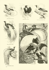 Page du Musée Pictural de la Nature Animée - English School