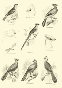 Page du Musée Pictural de la Nature Animée - English School