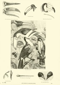 Page du Musée Pictural de la Nature Animée