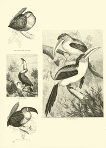 Page du Musée Pictural de la Nature Animée - English School