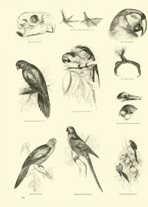 Page du Musée Pictural de la Nature Animée - English School