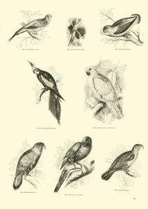 Page du Musée Pictural de la Nature Animée