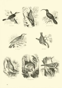 Page du Musée Pictural de la Nature Animée - English School