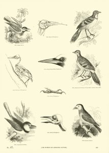 Page du Musée Pictural de la Nature Animée