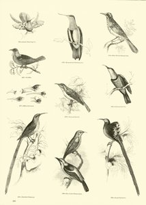 Page du Musée Pictural de la Nature Animée - English School