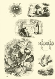 Page du Musée Pictural de la Nature Animée