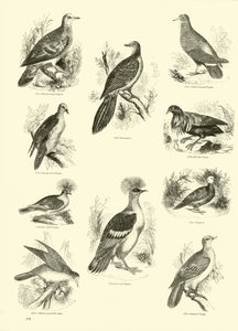 Page du Musée Pictural de la Nature Animée - English School