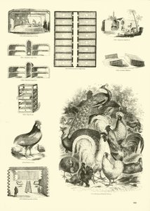 Page du Musée Pictural de la Nature Animée - English School