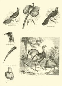 Page du Musée Pictural de la Nature Animée - English School