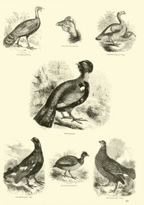 Page du Musée Pictural de la Nature Animée - English School