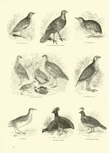 Page du Musée Pictural de la Nature Animée - English School