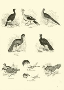 Page du Musée Pictural de la Nature Animée - English School